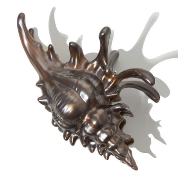 New Process Black Conch Hair Claw Clips